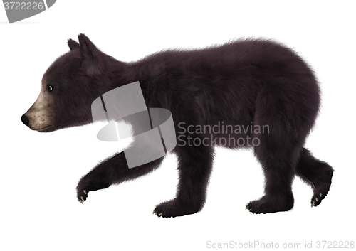 Image of Black Bear Cub