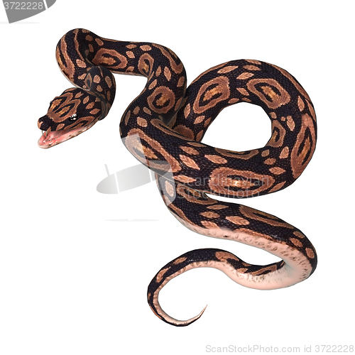 Image of Ball Python on White