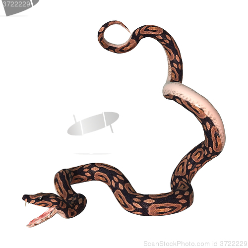 Image of Ball Python on White