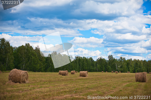 Image of summer nature background