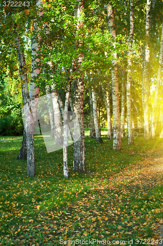 Image of summer birch forest