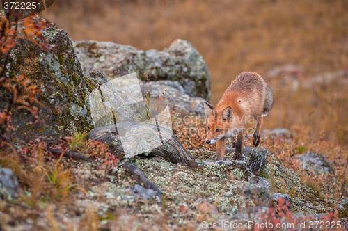 Image of Red fox in taiga