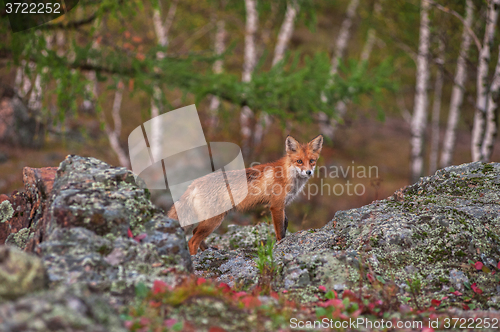 Image of Red fox in taiga