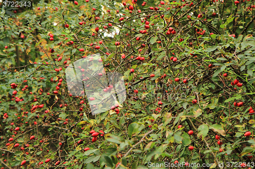 Image of rose hips plant