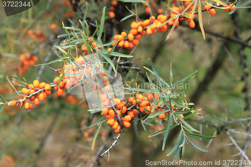 Image of sea buckthorn plant