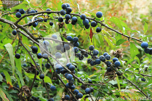 Image of wild plums