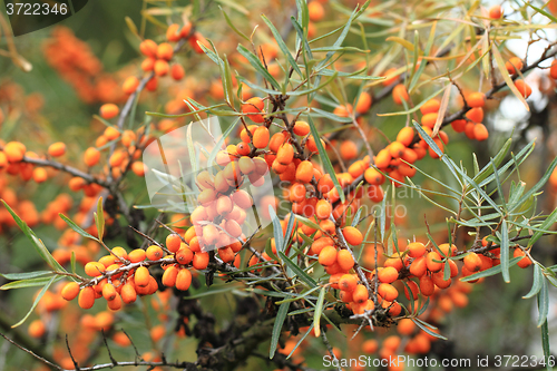 Image of sea buckthorn plant