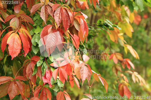 Image of autumn color leaves background