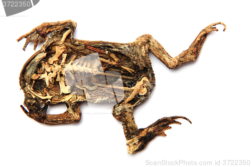 Image of dead frog isolated