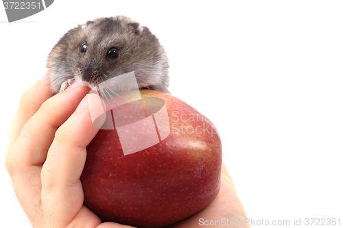 Image of dzungarian mouse and apple