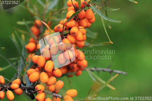 Image of sea buckthorn plant