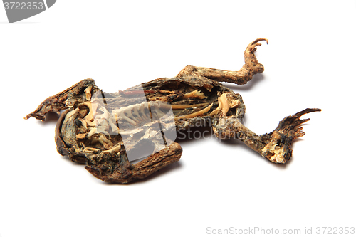 Image of dead frog isolated