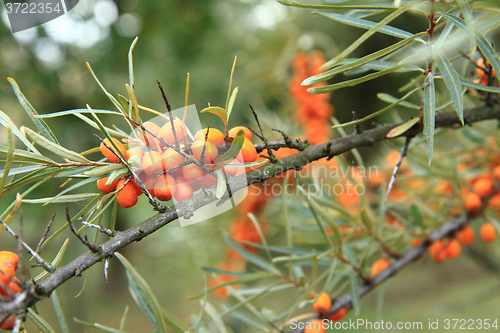 Image of sea buckthorn plant