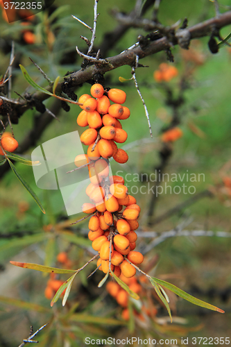 Image of sea buckthorn plant