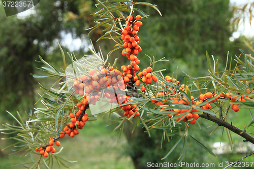 Image of sea buckthorn plant