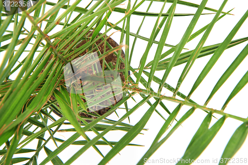 Image of date fruit palm tree