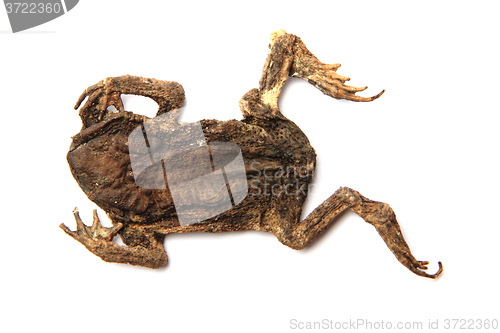 Image of dead frog isolated