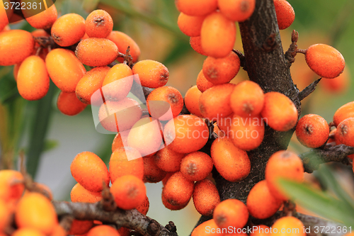 Image of sea buckthorn plant