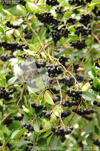 Image of chokeberries tree