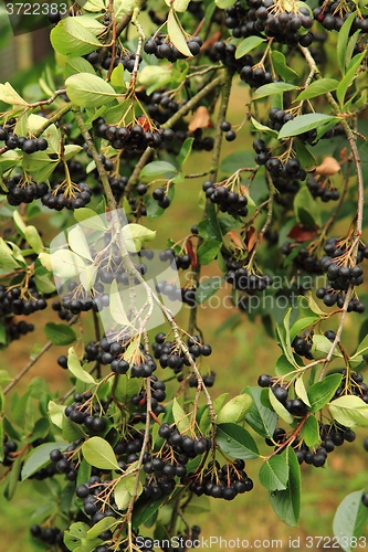 Image of chokeberries tree