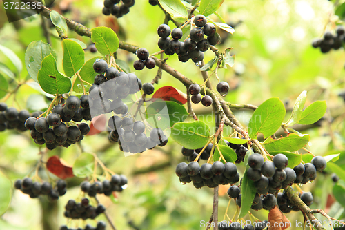 Image of chokeberries tree