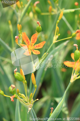 Image of Blackberry Lily flower in garden