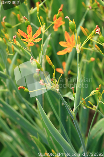 Image of Blackberry Lily flower in garden