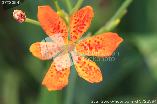 Image of Blackberry Lily flower in garden