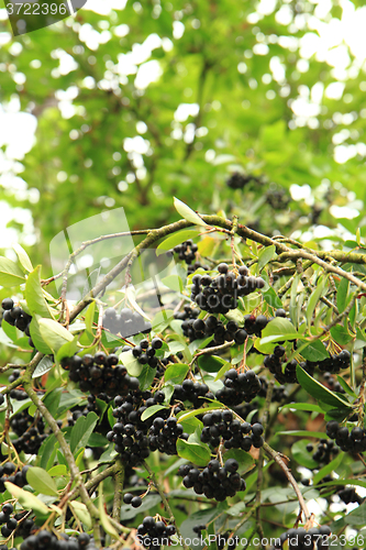 Image of chokeberries tree