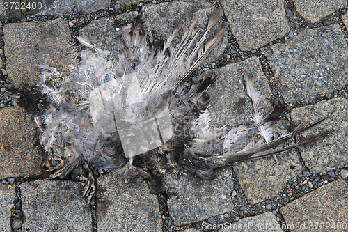 Image of dead bird