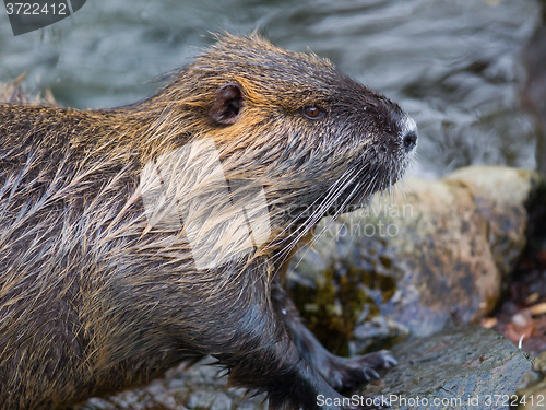 Image of Myocastor coypus, single mammal