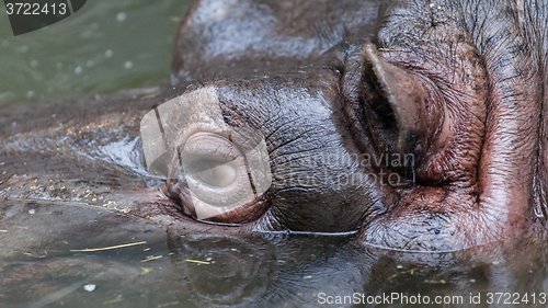 Image of Close up shot of hippo\'s eye