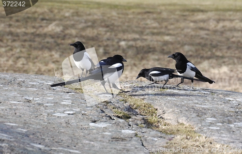 Image of Magpie