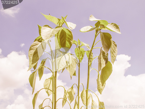 Image of Retro looking Plug pepper plant