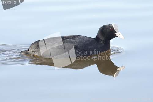 Image of Common Coot.