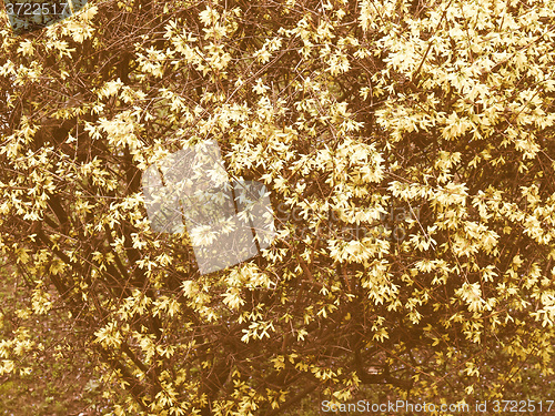 Image of Retro looking Forsythia flowers