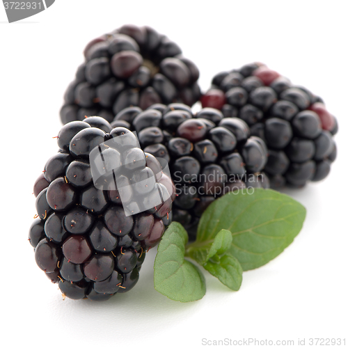 Image of Blackberries with leaves