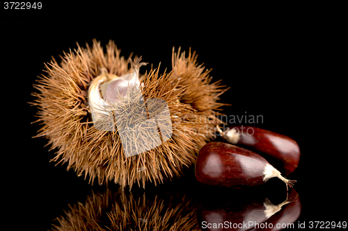 Image of Chestnuts on a black reflective background