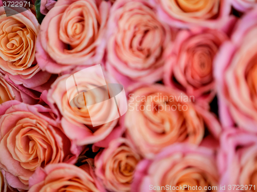 Image of beautiful orange rose