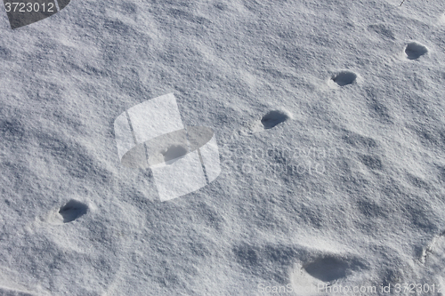 Image of Dogs imprint on the snow