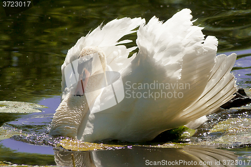 Image of mute swan