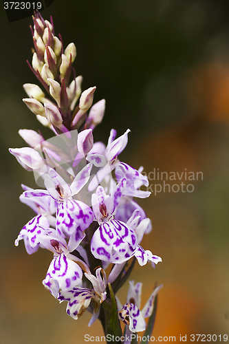 Image of heath spotted orchid