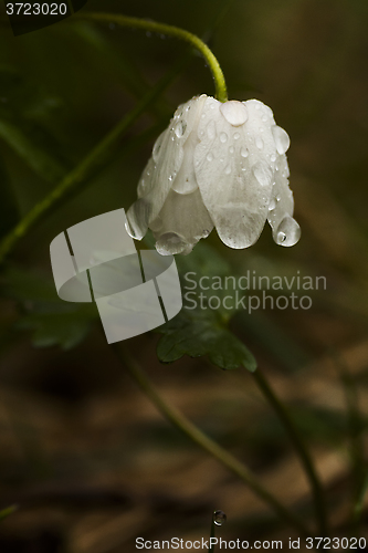 Image of wood anemone