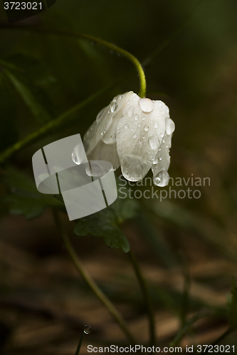 Image of wood anemone