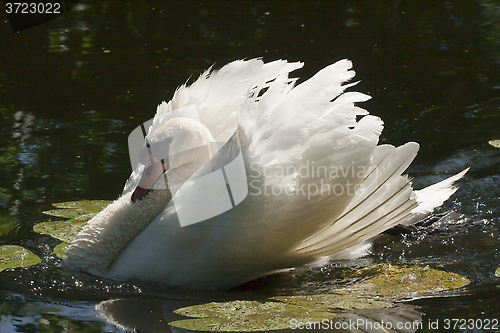 Image of mute swan