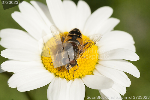 Image of hoverfly