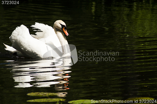 Image of mute swan