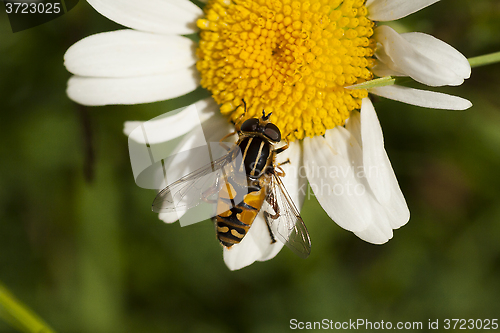 Image of hoverfly on daisy