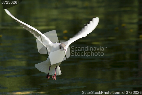 Image of black-headed gull