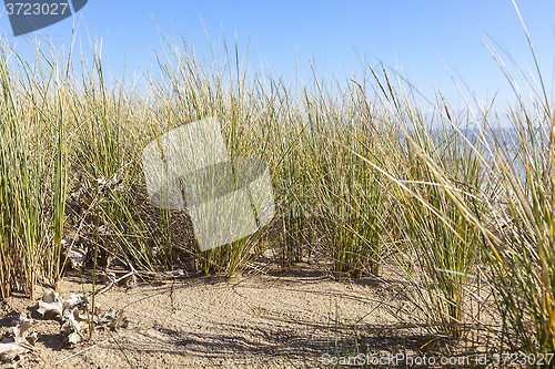 Image of Ammophila - Specific Grass on Sand Dunes